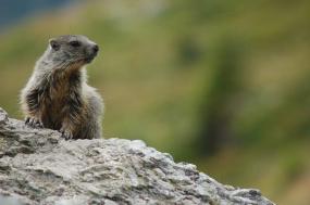 Giovane marmotta 